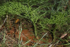 Ceratopteris thalictroides